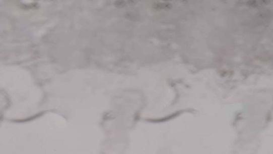 Bessans - l'Ouille Allegra