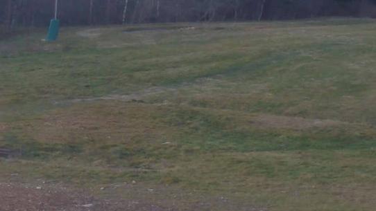 Chalmazel - Les Campanules