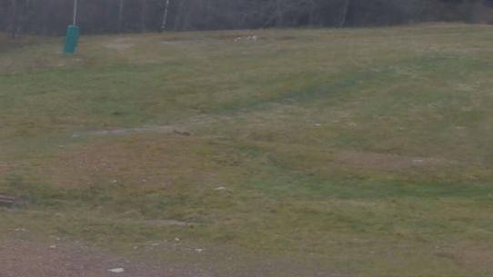 Chalmazel - Les Campanules