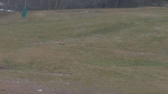 Chalmazel - Les Campanules