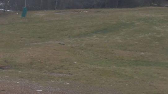 Chalmazel - Les Campanules