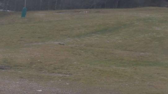 Chalmazel - Les Campanules