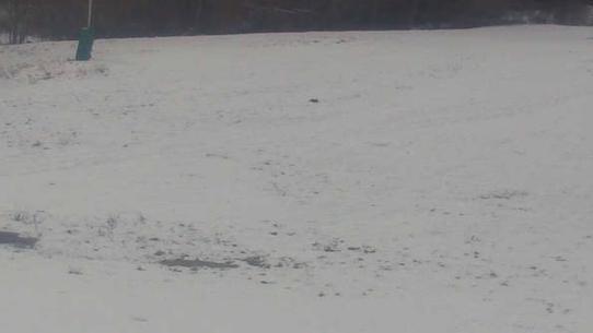 Chalmazel - Les Campanules