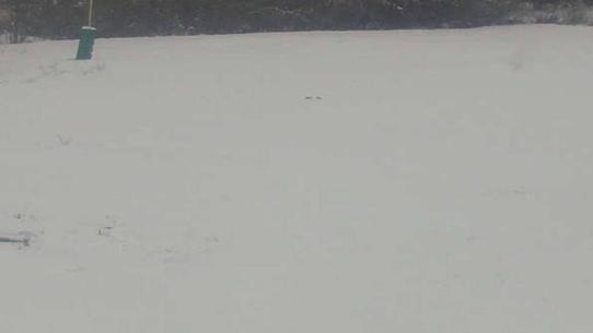 Chalmazel - Les Campanules