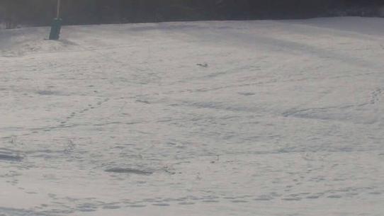 Chalmazel - Les Campanules