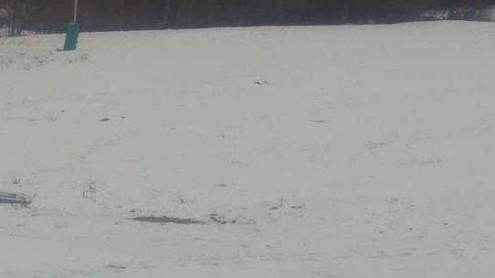 Chalmazel - Les Campanules