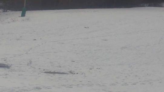 Chalmazel - Les Campanules