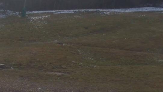 Chalmazel - Les Campanules