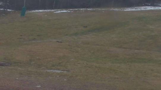 Chalmazel - Les Campanules