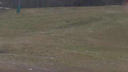 Chalmazel - Les Campanules