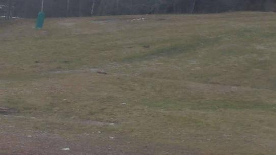 Chalmazel - Les Campanules