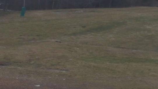 Chalmazel - Les Campanules