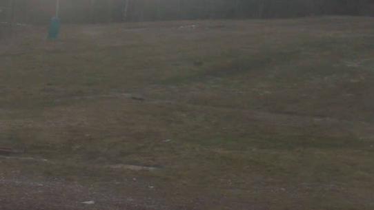 Chalmazel - Les Campanules