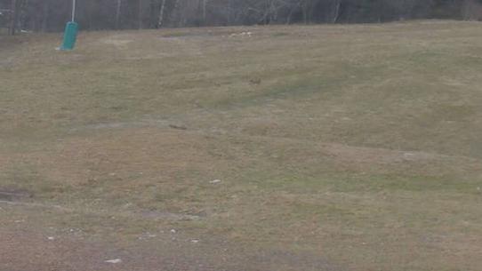 Chalmazel - Les Campanules