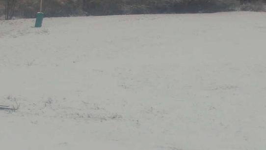 Chalmazel - Les Campanules