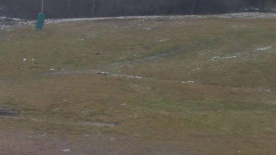 Chalmazel - Les Campanules