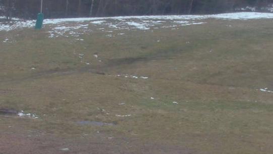 Chalmazel - Les Campanules