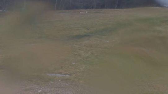 Chalmazel - Les Campanules