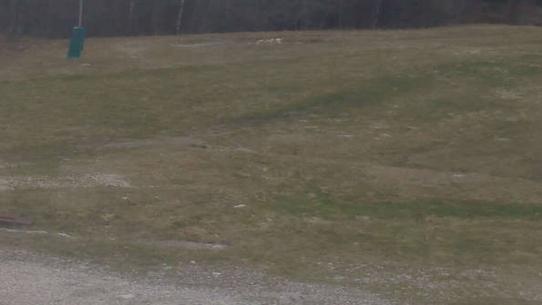 Chalmazel - Les Campanules