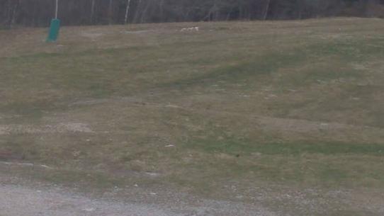 Chalmazel - Les Campanules