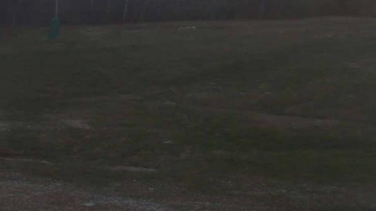 Chalmazel - Les Campanules