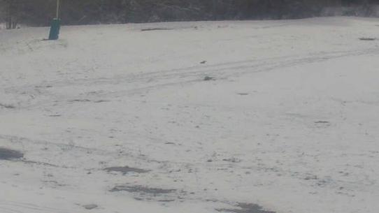 Chalmazel - Les Campanules