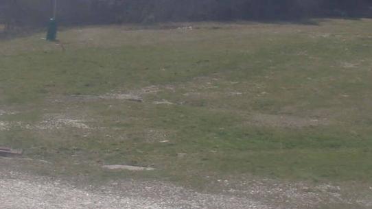 Chalmazel - Les Campanules