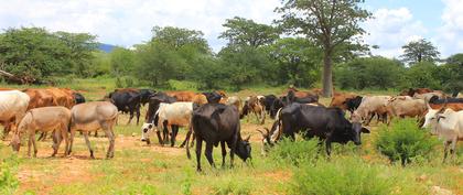 weather Tanzania Dodoma