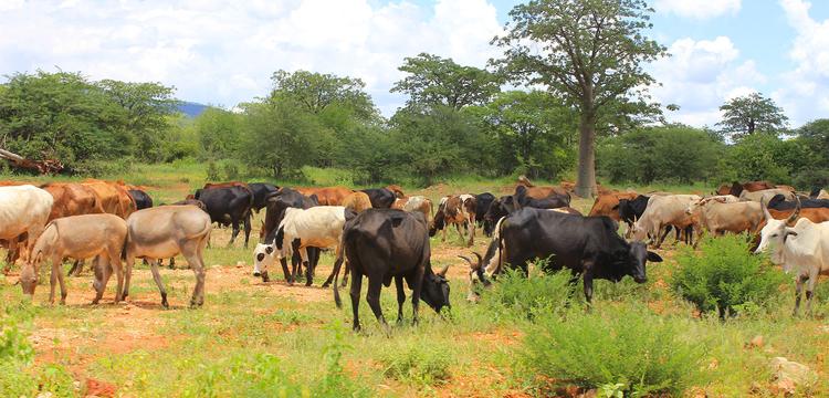 tiempo Tanzania Dodoma