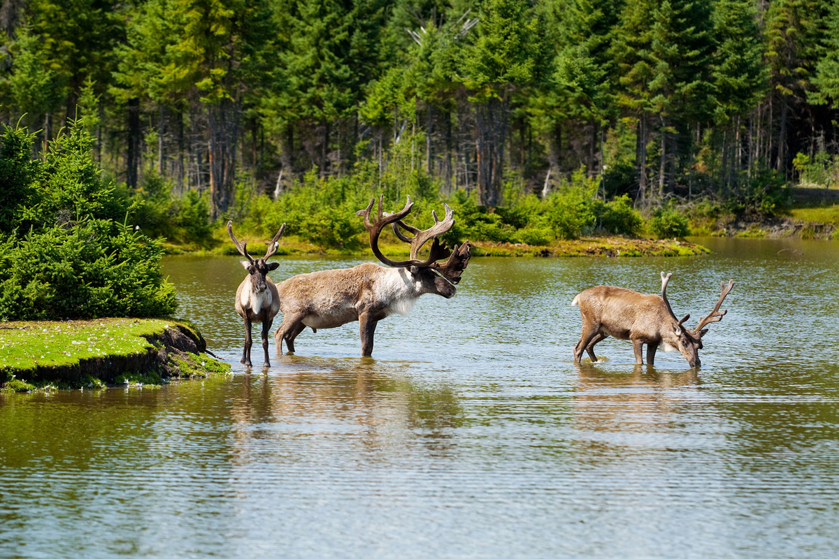 Meteo Saguenay Canada (Québec) Prévisions Meteo GRATUITE à 15 jours