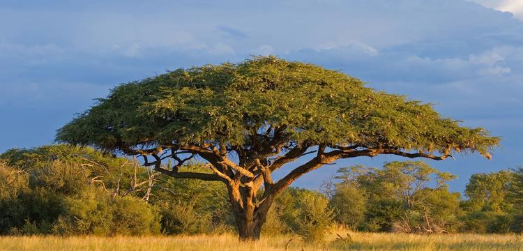 Harare