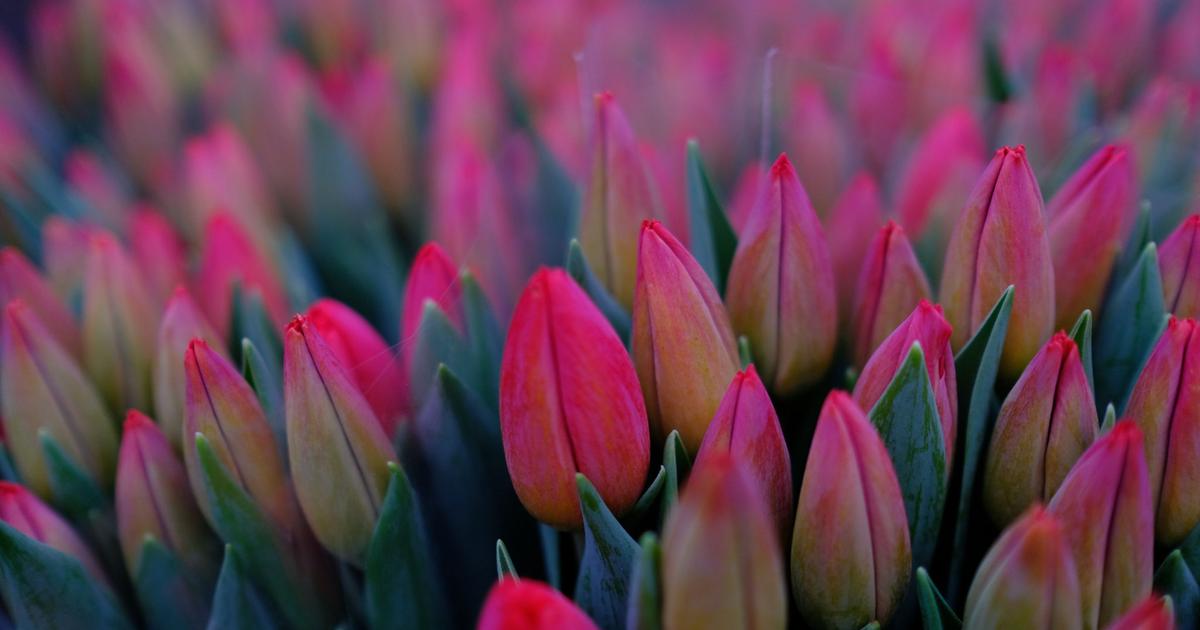 Weather in Holland in November Summary