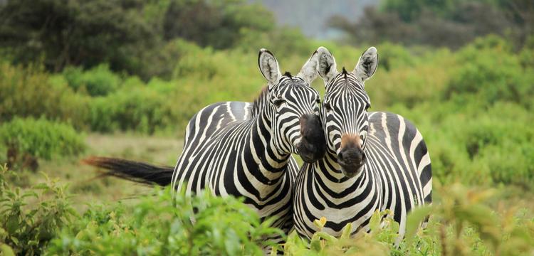 Afrique du Sud
