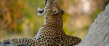 weather Botswana Dibete Station