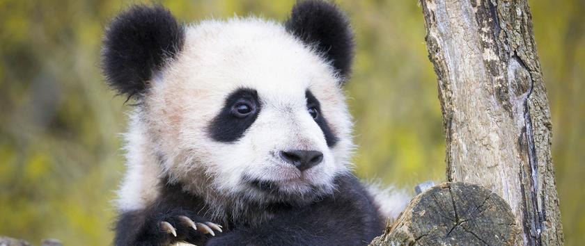 météo saint-aignan zoo beauval 15 jours