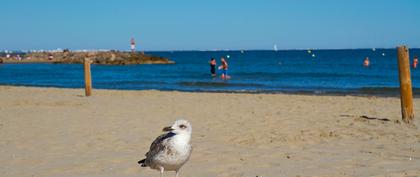 weather France Plage de l'Albatros