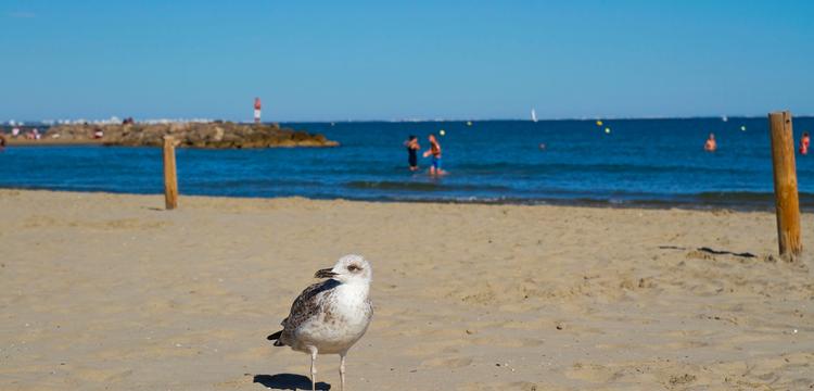 weather France Plage de l'Albatros