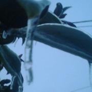 Fontaine-Mâcon 22/01/2013