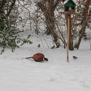 Le Fidelaire 25/01/2013