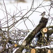 Martigny-les-Bains 13/02/2013