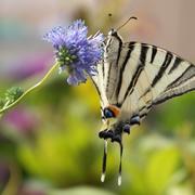 Noyant-d'Allier 21/08/2009