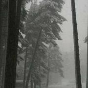 Albertacce 25/02/2013