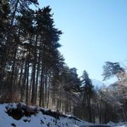 Bocognano 01/03/2013