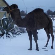 Saint-Martin-de-Varreville 11/03/2013