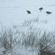 Saint-Hilaire-Petitville 14/03/2013