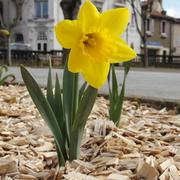 Saint-Antonin-Noble-Val 20/03/2013