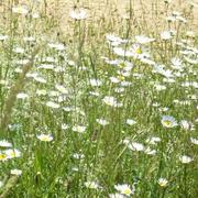 Vic-Fezensac 25/04/2013