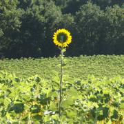 Bourg-de-Visa 21/08/2013