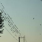 Villedieu-le-Château 30/08/2013