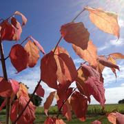 Saint-Fiacre 16/09/2013